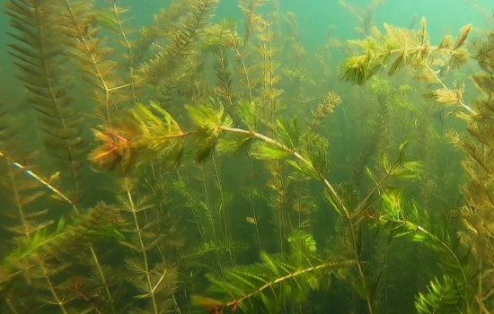 Liste des plans d'eau où la présence du myriophylle à épis est signalée